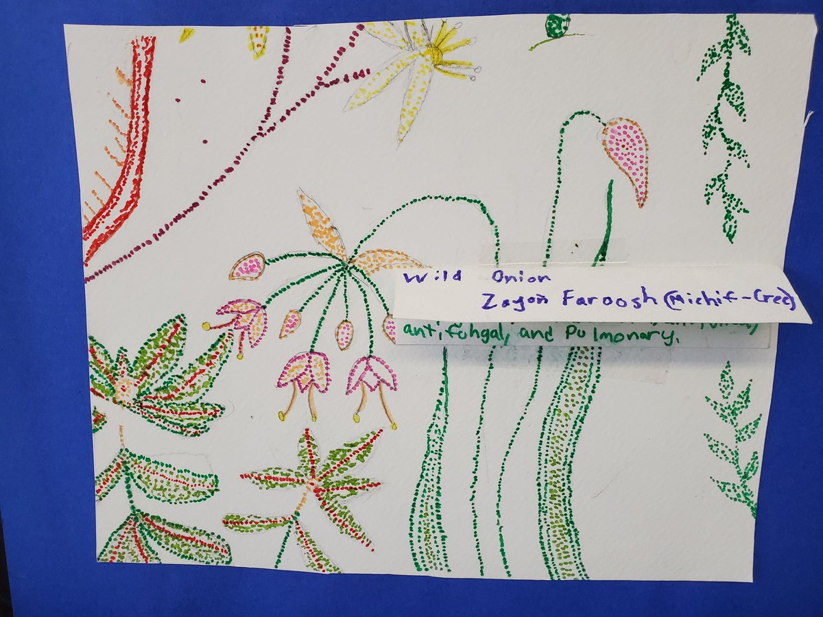 Jaclyn Dexter (@jaclyn_dexter) on Twitter photo Kischii marsi <a href="/christibelcourt/">Christi Belcourt</a> for the inspiration! Our Grade 8s <a href="/TrafalgarMiddle/">Trafalgar</a> have learned about indigenous plant medicine, identified plants on a nature walk, made wild rose hip tea, and created a mural of the medicines using pointillisim. <a href="/ABEDSD8/">GAIL</a> <a href="/CurtisBendig/">Curtis Bendig</a> <a href="/HaltonJesse/">nana akua</a> Kischii marsi <a href="/christibelcourt/">Christi Belcourt</a> for the inspiration! Our Grade 8s <a href="/TrafalgarMiddle/">Trafalgar</a> have learned about indigenous plant medicine, identified plants on a nature walk, made wild rose hip tea, and created a mural of the medicines using pointillisim. <a href="/ABEDSD8/">GAIL</a> <a href="/CurtisBendig/">Curtis Bendig</a> <a href="/HaltonJesse/">nana akua</a>
