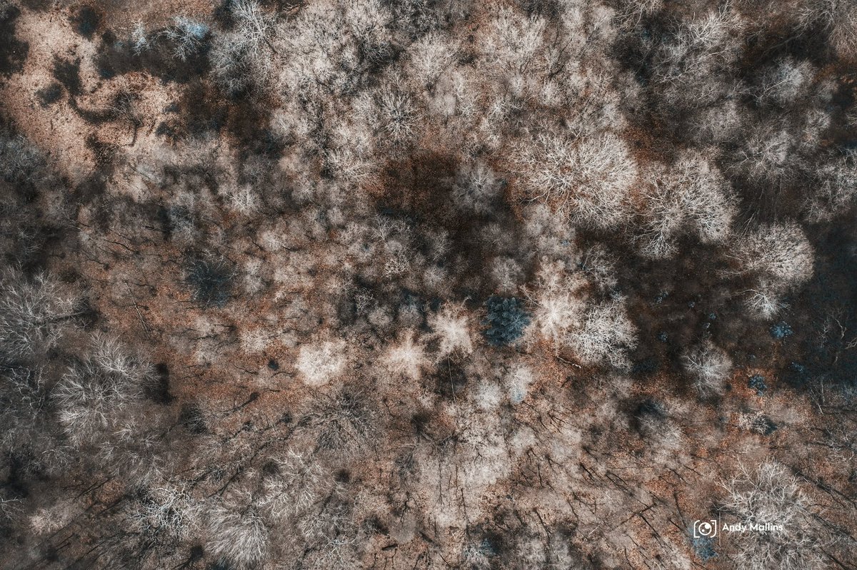 andymallins's tweet image. Haigh Woodland Park From Above - part of the Winter Shades Of Haigh exhibition that will be on display @twoleftfeettap this next week #wigan #lancashire #haighwoodlandpark #haighhall #dronephotography #dronepilot #dronephoto #dji #djiphotography #djimavicpro  #picoftheday