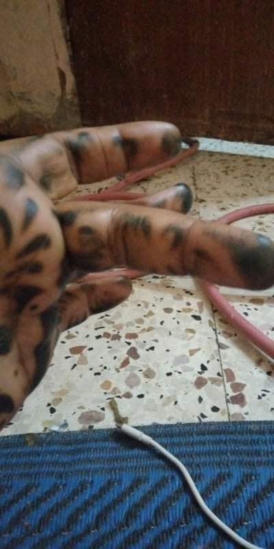 BettaMino's tweet photo. هدا فيكم ياقحاب نقوشا https://t.co/Ce1QRRc67E