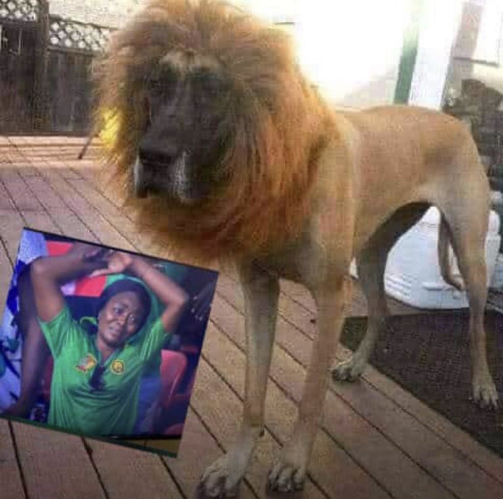 JevnYves's tweet photo. Les chiens indomptable cohen 😆😂 https://t.co/daZMki2Nc0