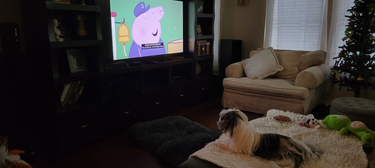 Nikon1778's tweet photo. @NecesitoUnPerro La bebe de casa #Snowpo viendo muΓ±equitos en lo que le preparan el desayuno!! #SnowpoandPromise https://t.co/uNt2KbOzas