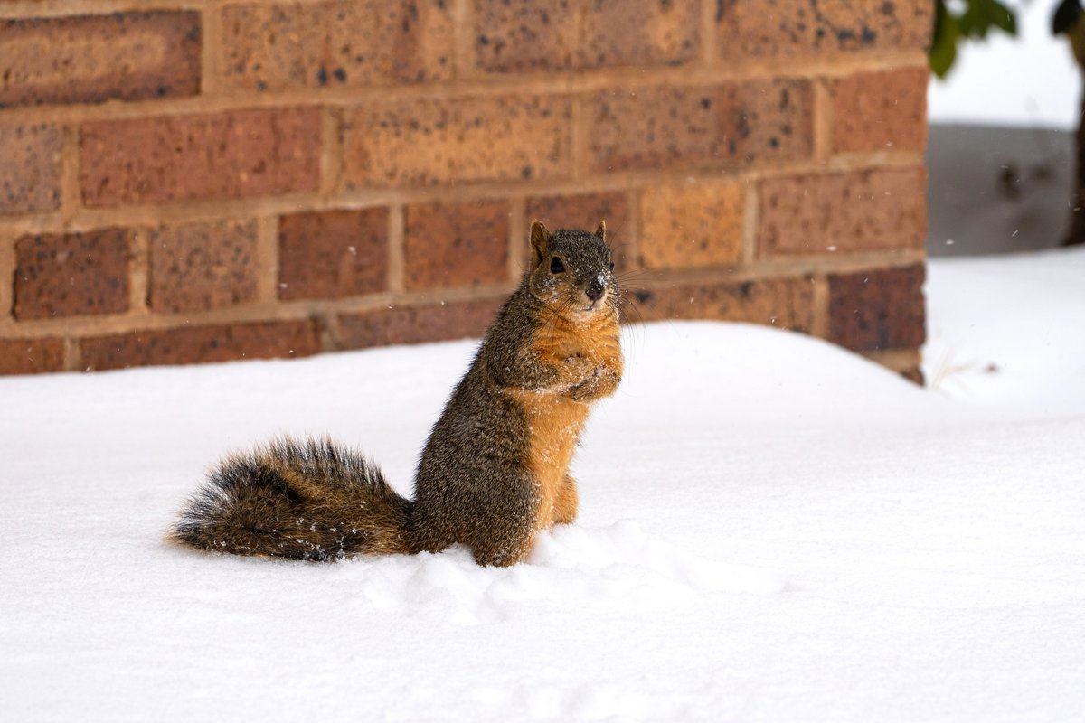 It's a bit chilly out there. Dress warm Mustangs!
