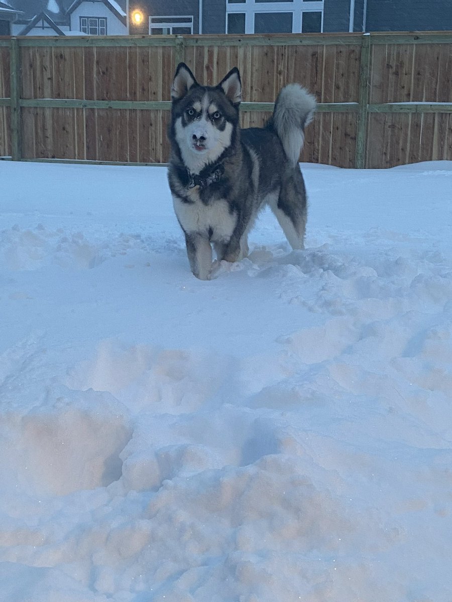 #SnowDog
