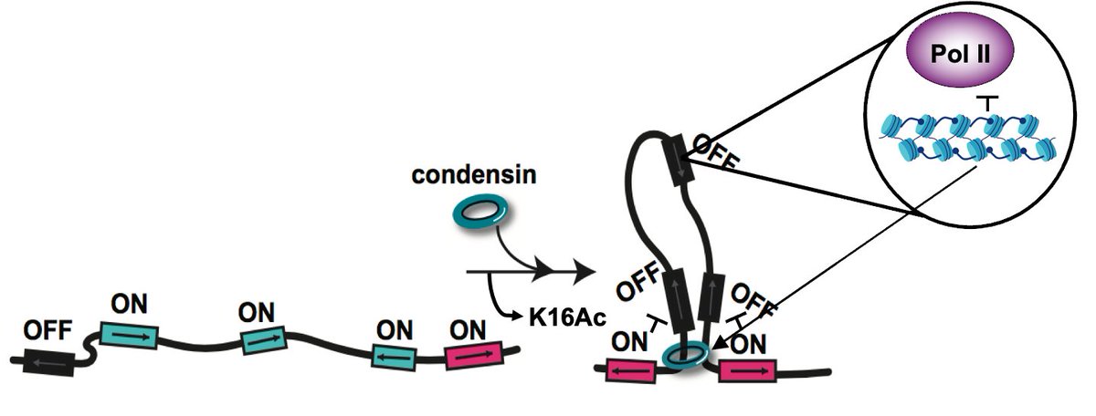 Hutch Basic Sciences (@hutchbasicsci) on Twitter photo Chromatin fibers: oh what a tangled web we weave.
Read #ScienceSpotlight by <a href="/AdamIsabella1/">Adam Isabella</a> to learn about the <a href="/ToshioTsukiyama/">Toshio Tsukiyama</a> Lab’s latest findings on how changes in chromatin structure affect gene expression during quiescence. Study led by <a href="/SG_Swygert/">Sarah G. Swygert</a>:
fredhutch.org/en/news/spotli… Chromatin fibers: oh what a tangled web we weave.
Read #ScienceSpotlight by <a href="/AdamIsabella1/">Adam Isabella</a> to learn about the <a href="/ToshioTsukiyama/">Toshio Tsukiyama</a> Lab’s latest findings on how changes in chromatin structure affect gene expression during quiescence. Study led by <a href="/SG_Swygert/">Sarah G. Swygert</a>:
fredhutch.org/en/news/spotli…