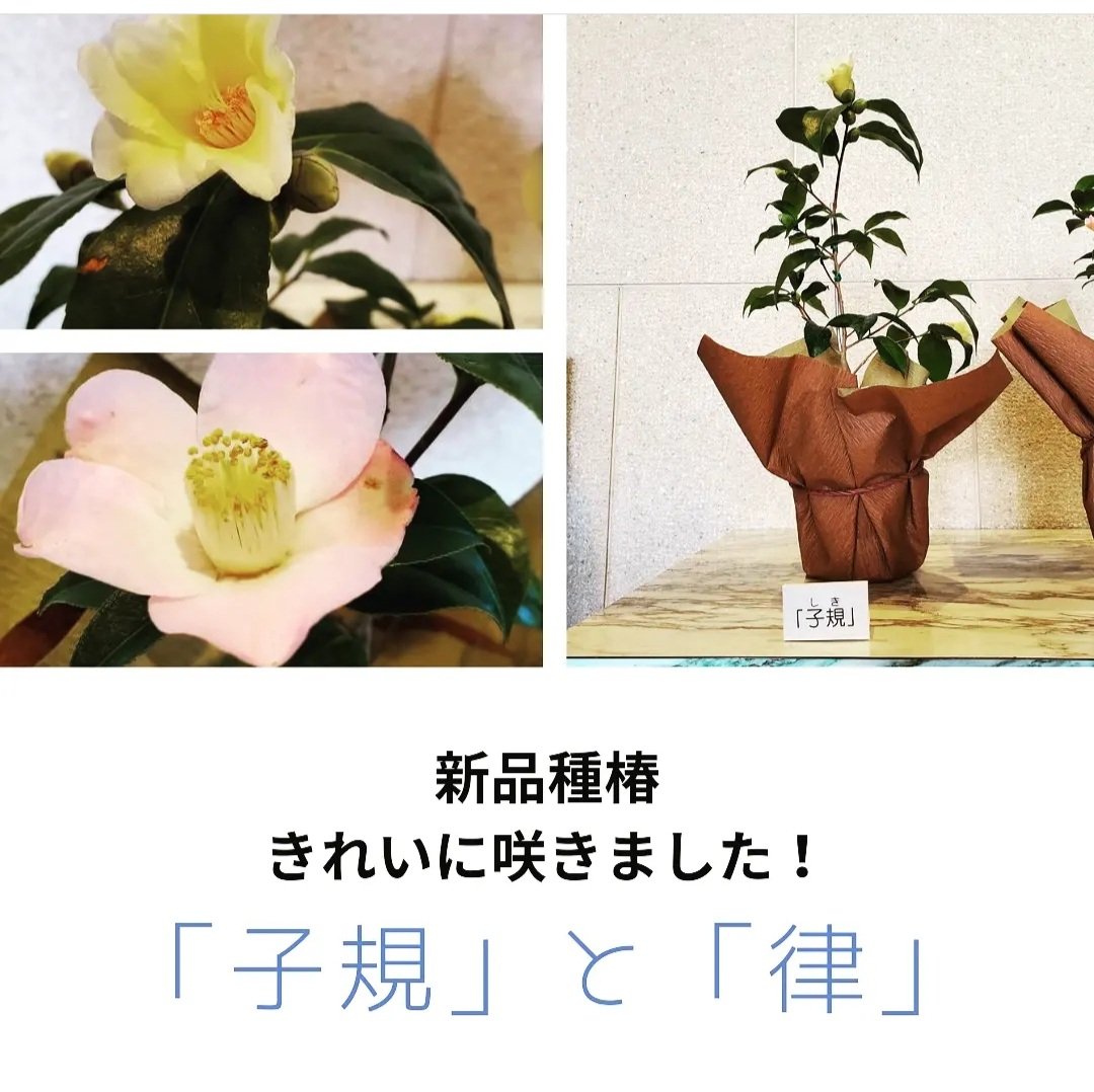 椿は松山市の市花 Twitter Search Twitter