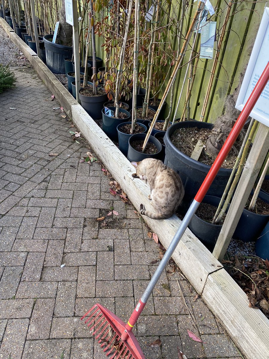 DalmanSally's tweet photo. @novicefilly This is my friend Brutus, who decided I needed supervising at work yesterday. He was most unhelpful but so pretty https://t.co/Szh6LzYrSV