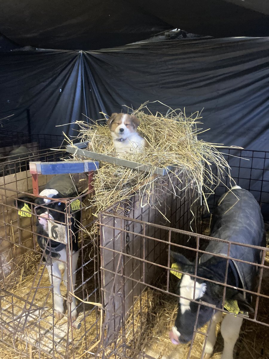 Rovg417ns4Wb7O4's tweet image. こうやってうちのマスコット的なイッヌを置いておくとハッチ掃除が捗りますなぁ😄