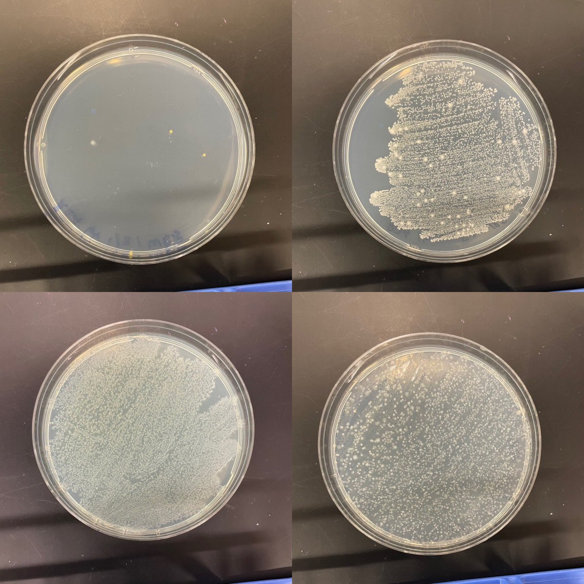 markowenmartin's tweet photo. The search for Water Bottle Buddy (#WBB) microbes continues post swabbing: lots of differences in prevalence and diversity among the bottle wall associated microbes on R2A plates. #Bio111 #TeamMolecular @univpugetsound @ASMicrobiology https://t.co/OY8CfUypi7