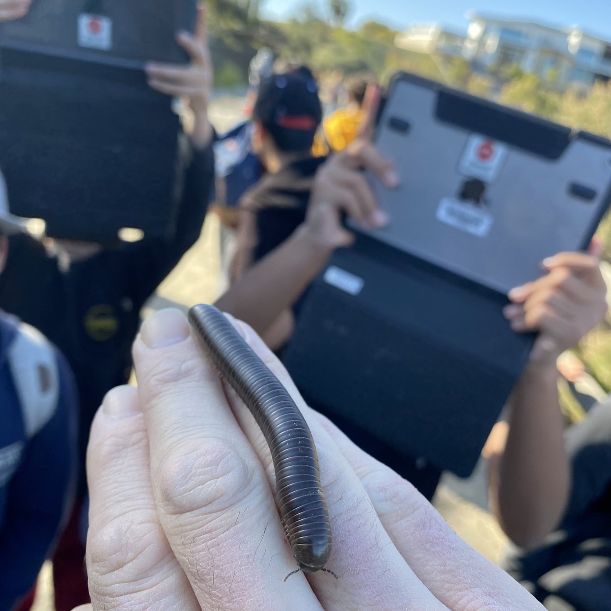 macias_science's tweet photo. On our nature rock walk we saw some strange things. Not sure where the 6 hot wheels cars came from or how the minion ended up on the trip but the millipede at the end of today was my favorite…😬oh yeah and I enjoy the students too… 😳#elmtritons https://t.co/sO07v91UJQ