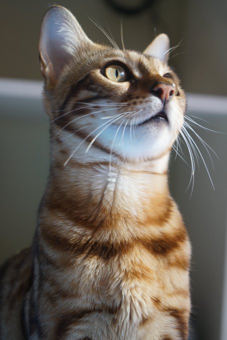 Watch Micaela's leaked NSFW photo on TwXstars