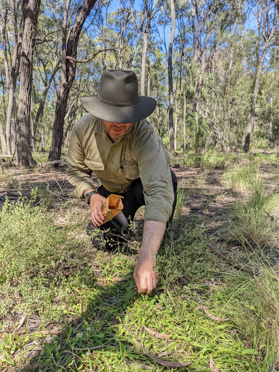 Calotis cuneata (Mountain Burr-daisy) had emerged in abundant clusters in amongst the old growth Brigalow in slight clay depressions. A prickly customer but another seed collection made! #SavingOurSpecies #Conservation #ozplants #PlantBank