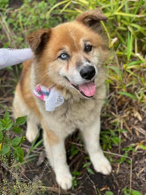 栃木県里親募集動物情報 里親募集 オッドアイ おちゃめで表情豊かなムック 栃木県 宇都宮市 犬の里親募集 ペットのおうち T Co Lon4gnh2tn 雑種犬 中型犬 保護犬 犬 T Co Pk4von2oxl Twitter