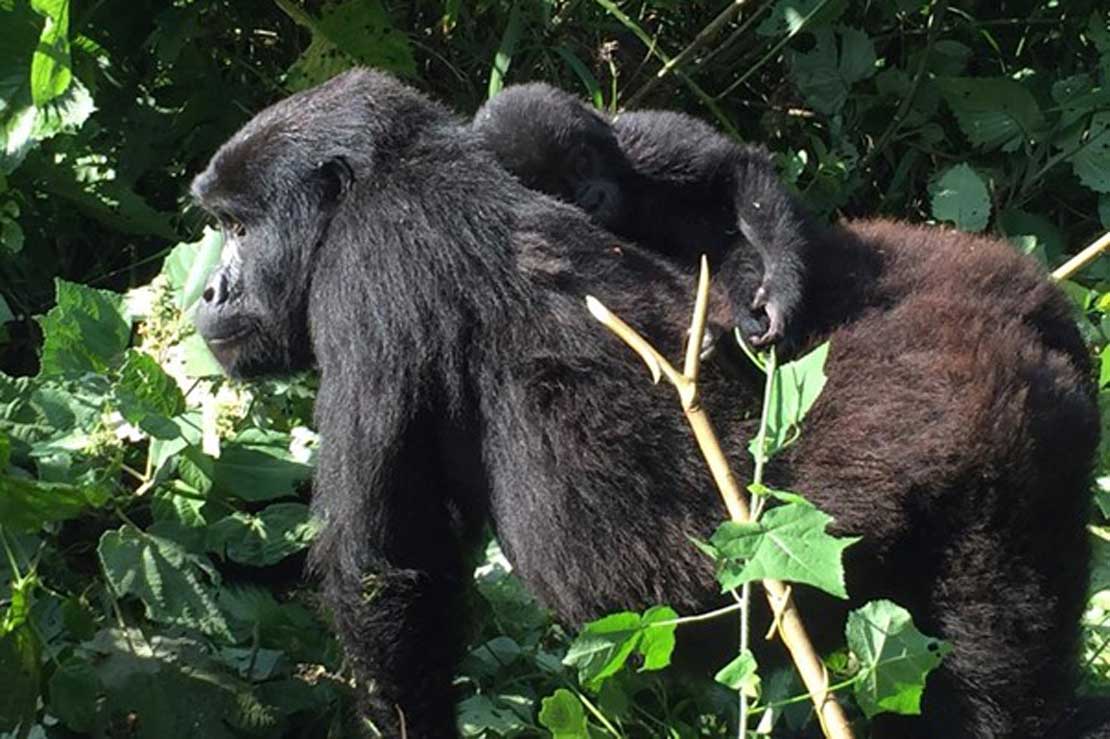#PLOSONE: Community health and human-animal contacts on the edges of Bwindi Impenetrable National Park, Uganda <a href="/PLOSONE/">PLOS One</a>  <a href="/CTPHuganda/">CTPH</a> <a href="/DoctorGladys/">Gladys K Zikusoka</a> <a href="/dtsh2/">David Hayman</a> <a href="/grapheus/">Ahmed Fayaz 🇵🇸</a> dx.plos.org/10.1371/journa…