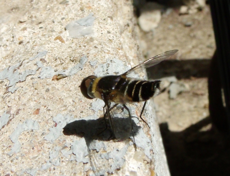 kstersrewind's tweet photo. #nature #naturephotography #insects #hoverfly https://t.co/zqYF2l5SPm