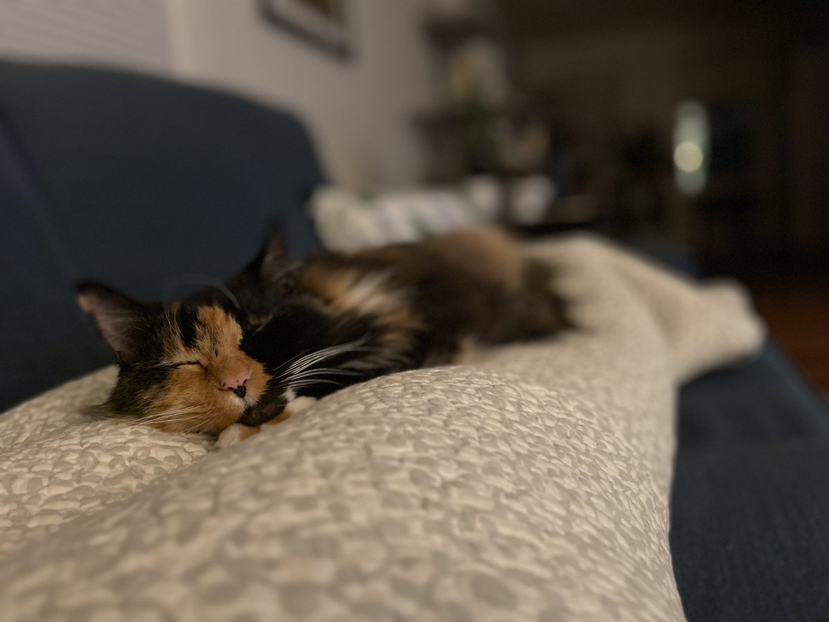 brianne_fagan's tweet photo. Nicknames for my cat (Poofy) that don’t make sense:

1. Baby Goose
2. K.B.
3. Sweet Perfect Angel (she is a tiny monster) https://t.co/PIuJRxisKG