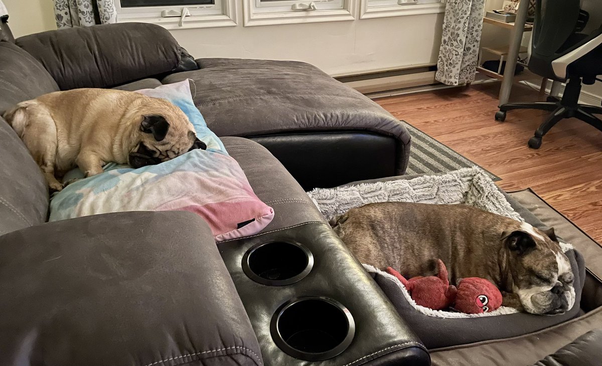 TobyBully's tweet image. Jackie Pug has been staying over at our house this week. She sleeps sort of facedown, is this a pug thing? 🤔