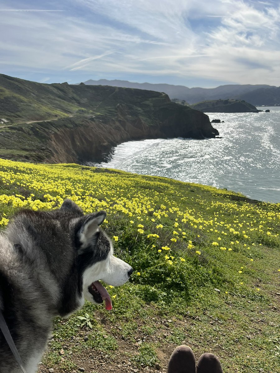MollyKish's tweet photo. Discovering #MoriPoint 🌊🐺🌾 https://t.co/Q2cTTd3LZx
