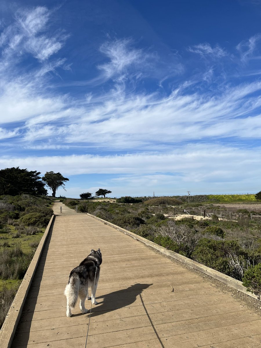 MollyKish's tweet photo. Discovering #MoriPoint 🌊🐺🌾 https://t.co/Q2cTTd3LZx