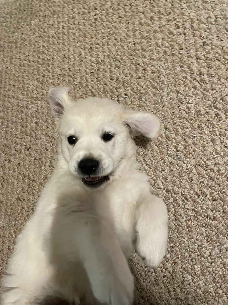 keeperkate34's tweet photo. #nationalgoldenretrieverday https://t.co/brDtEpGzrP