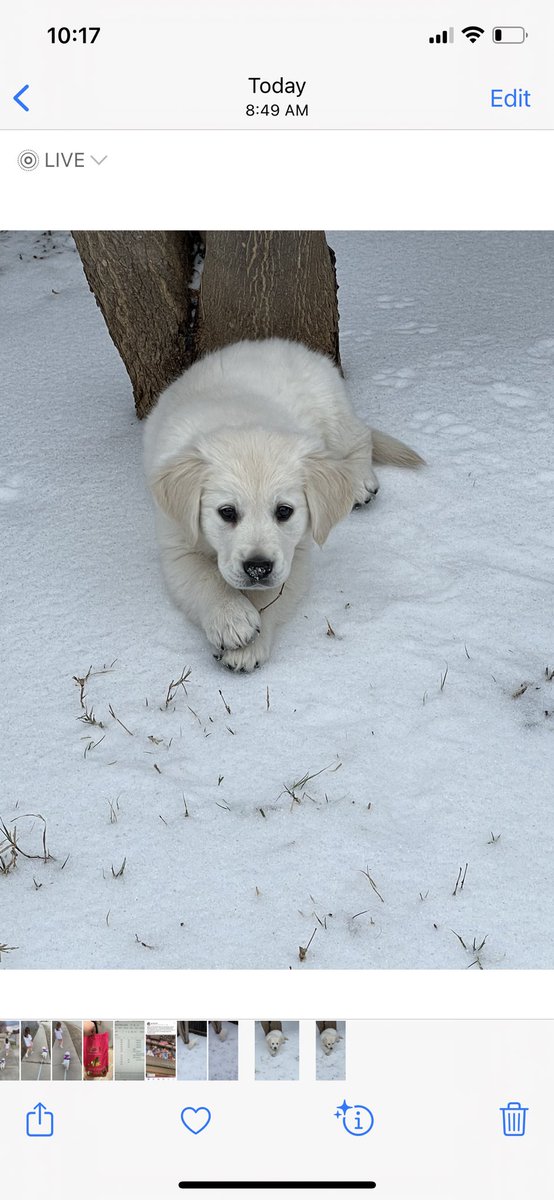 keeperkate34's tweet photo. #nationalgoldenretrieverday https://t.co/brDtEpGzrP