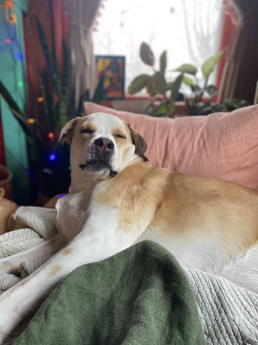 Rachel Jepsen tweet media