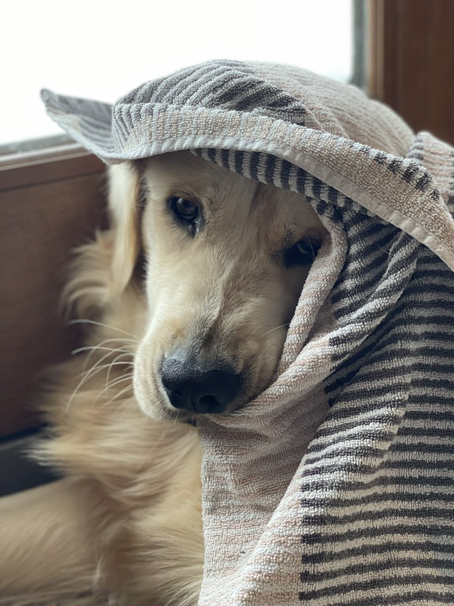 DeniseCarbone4's tweet photo. We 💖these boys, Bunsen &amp; Beau. #nationalgoldenretrieverday #GoldenRetrieverDay #goldenfamily 🧡#goldenbrothers https://t.co/8LAeRthPOJ