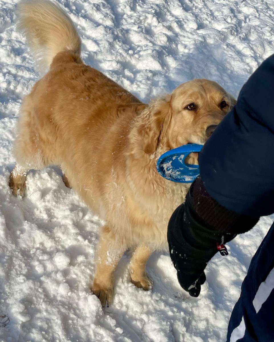 DeniseCarbone4's tweet photo. We 💖these boys, Bunsen &amp; Beau. #nationalgoldenretrieverday #GoldenRetrieverDay #goldenfamily 🧡#goldenbrothers https://t.co/8LAeRthPOJ