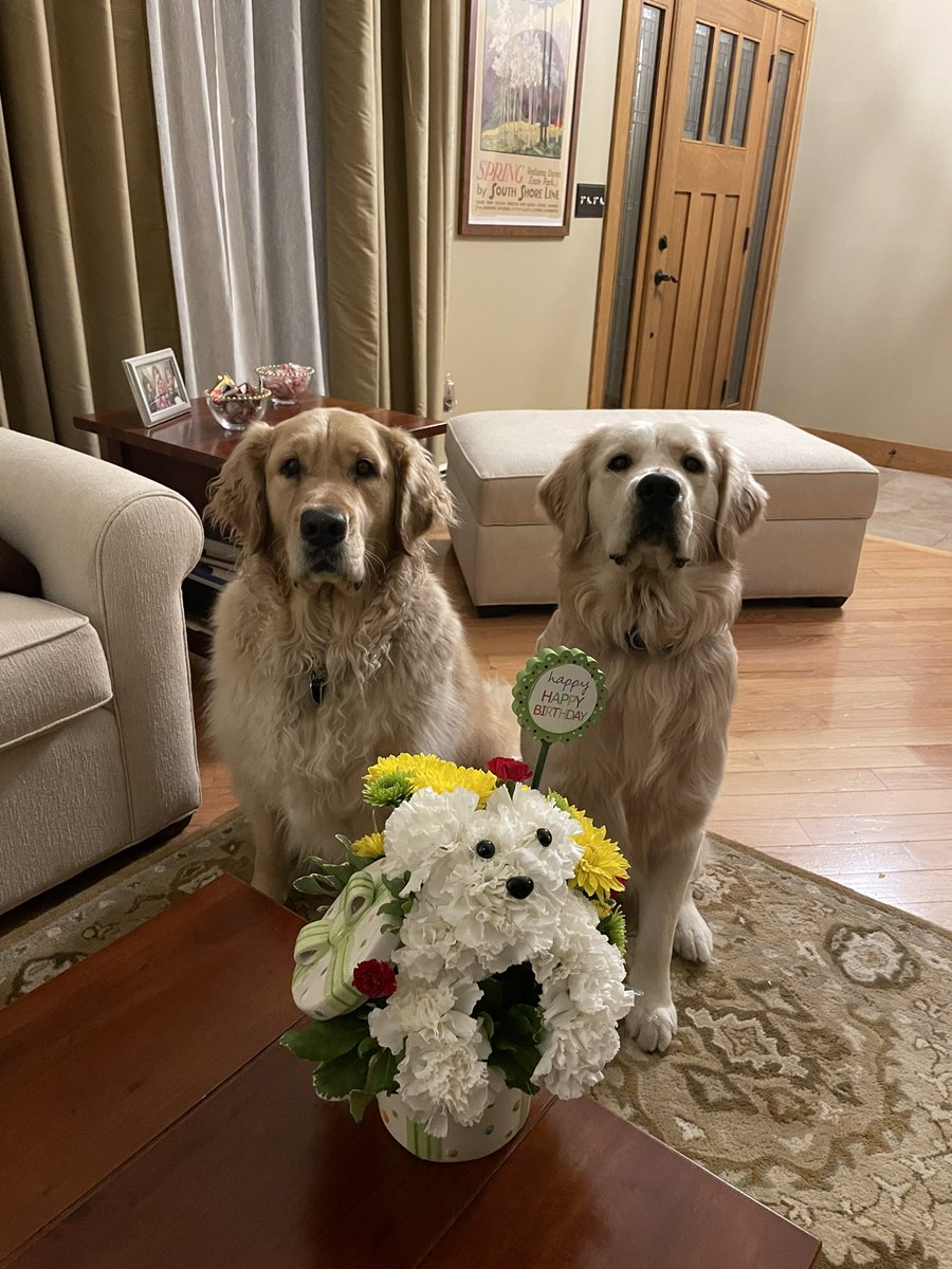DeniseCarbone4's tweet photo. We 💖these boys, Bunsen &amp; Beau. #nationalgoldenretrieverday #GoldenRetrieverDay #goldenfamily 🧡#goldenbrothers https://t.co/8LAeRthPOJ