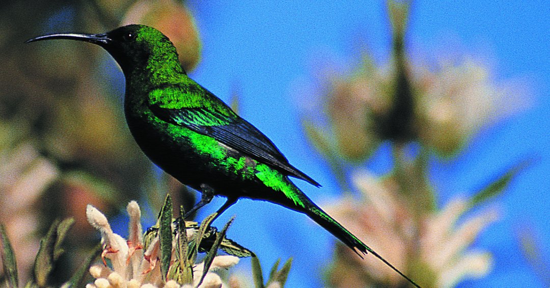 Whether you’re planning a Birding Big Year, or are simply ticking African endemics off your life list, you’ll find plenty of feathered entertainment amid the Cederberg wilderness.

#BushmansKloof  #Cederberg #Clanwilliam #RedCarnationHotels  
ow.ly/ZVFA50HLf7c