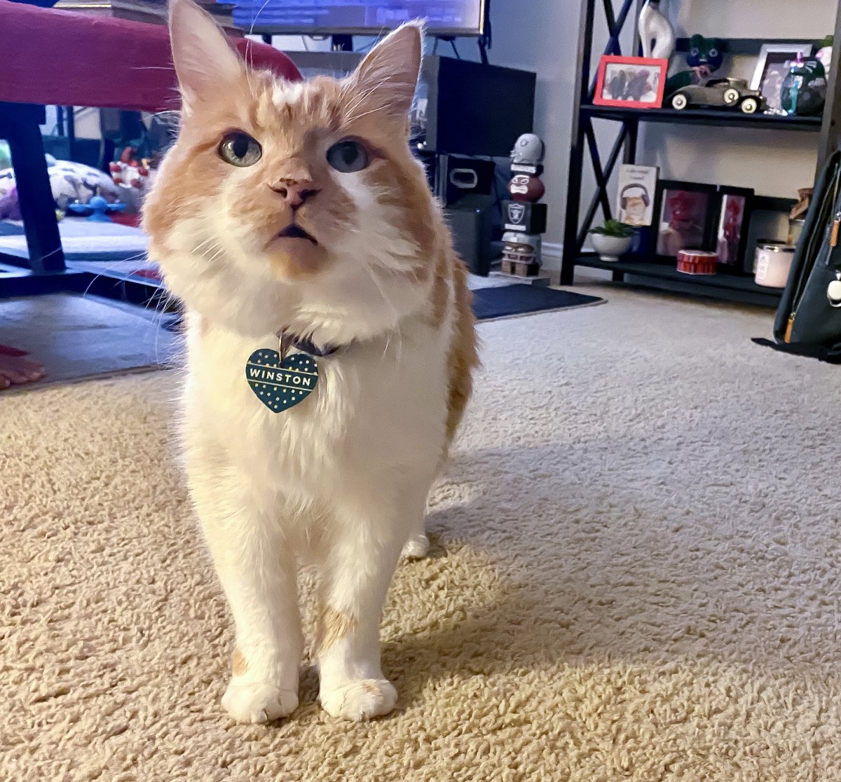 Mom noticed an extra pep in my step today. Hoping it’s a good sign 💙 #FeelingBetter 
#CatsOfTwitter #cats #Friday #FridayVibes