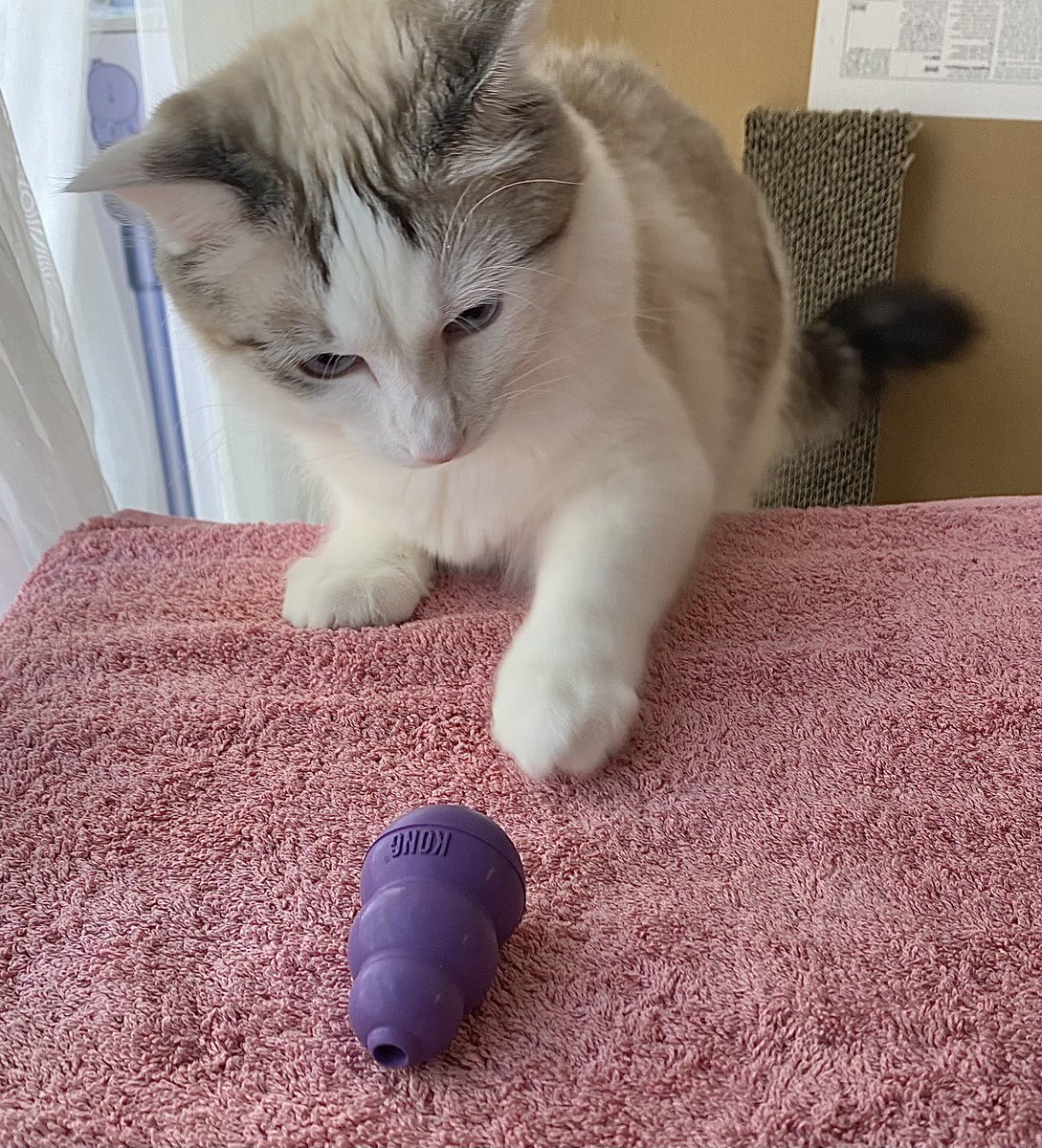 PrimcessMochi's tweet photo. I’m Eleven Month’s Old Today 💗

I Receive Eleven Month’s Present, A Chewing-Toy 💗

For Chewing 💗 https://t.co/wHwgV5Ctcs