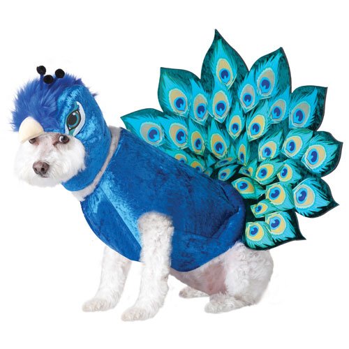 Animal Planet Peacock Dog Costume, Small, Multicolor order.sale/WXwf (via Amazon)