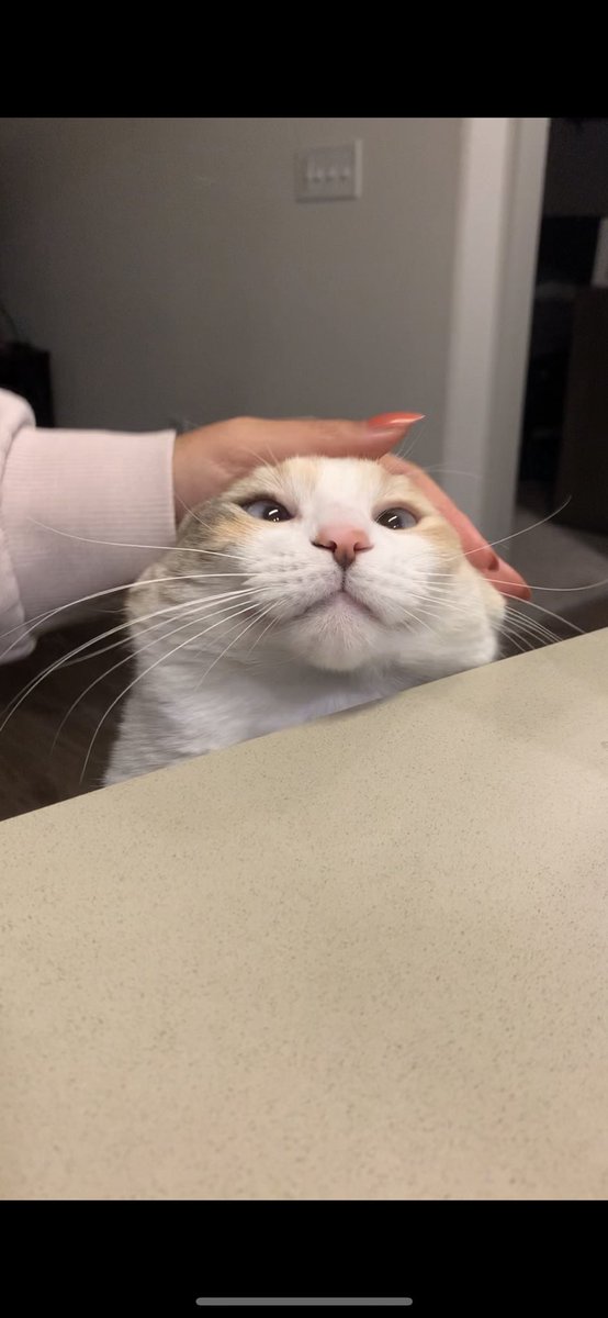 fatfatpankocat's tweet photo. Thoughts? https://t.co/b0HgiWCXQp