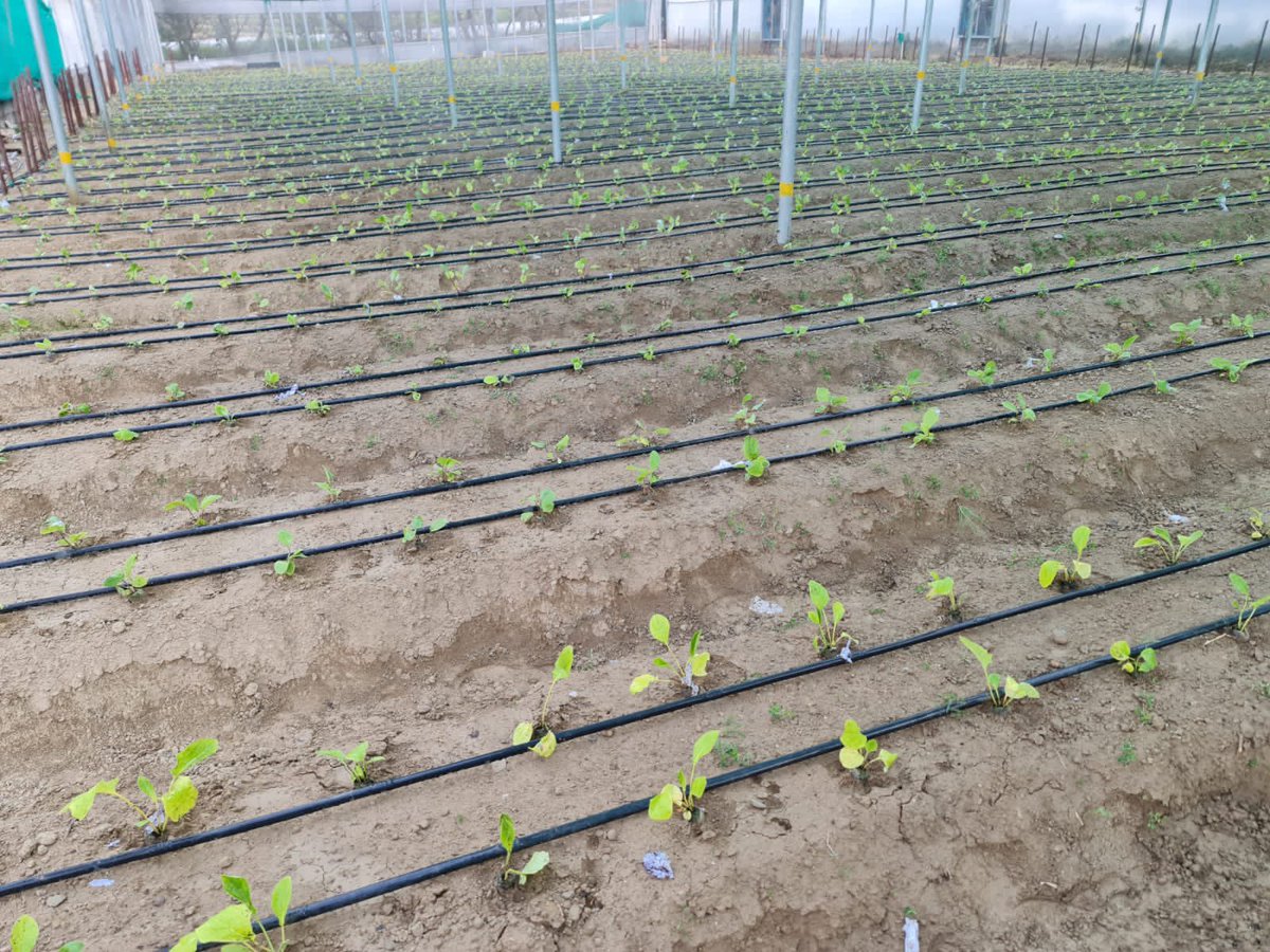 Gerbera planting at farmers field at Dharamshala, Dist. Kangra, Himachal Pradesh. Planting material provided under #csirfloriculturemission <a href="/CSIR_IHBT/">CSIR-Institute of Himalayan Bioresource Technology</a> <a href="/CSIR_IND/">CSIR, India</a> <a href="/csirnbrilko/">CSIR-NBRI</a> <a href="/CMOFFICEHP/">CMO HIMACHAL</a>