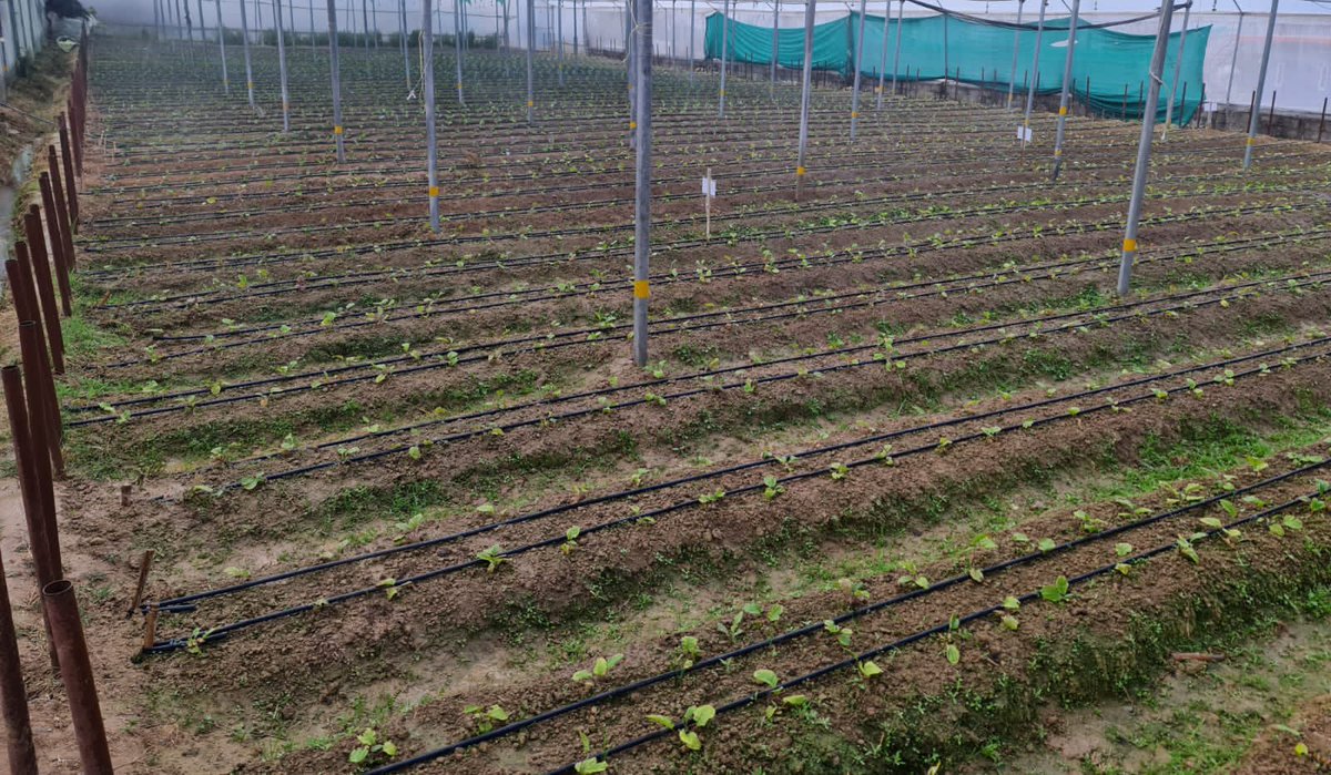 Bhavya100's tweet photo. Gerbera planting at farmers field at Dharamshala, Dist. Kangra, Himachal Pradesh. Planting material provided under #csirfloriculturemission @CSIR_IHBT @CSIR_IND @csirnbrilko @CMOFFICEHP https://t.co/RWwbH06I5M