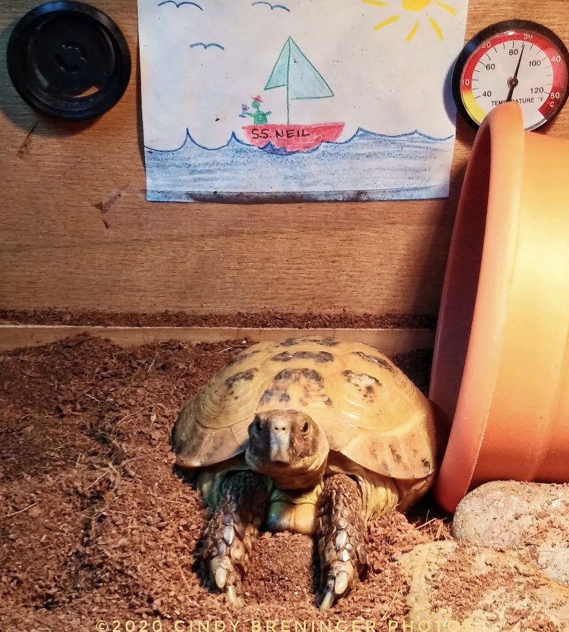 cindy_photos's tweet photo. Neil, art connoisseur. #NeiltheTortoise @NeilTheTortoise #art #artistsontwitter #artconnoisseur #supermodeltortoise #tortoise #pets https://t.co/KaPgpZMhyL