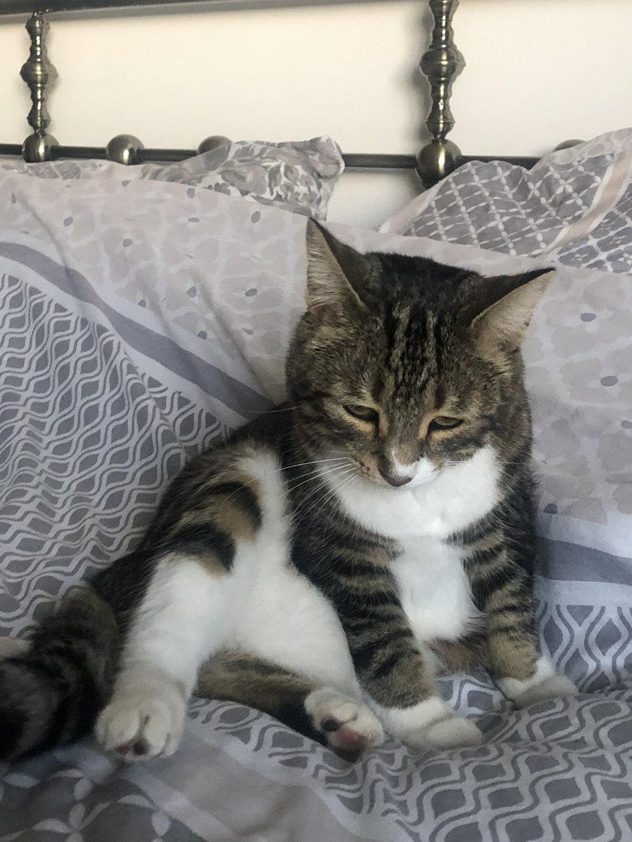 Sox Daisy And Little Luna S Tweet Hers A Glimpse Of Belly Floof For Jellybellyfriday Love And Purrs From All Of Us Catsoftwitter Tabbytroop Friyay Fridaymotivation Fridayvibes Fridayfeeling Caturdayeve Tgif Trendsmap