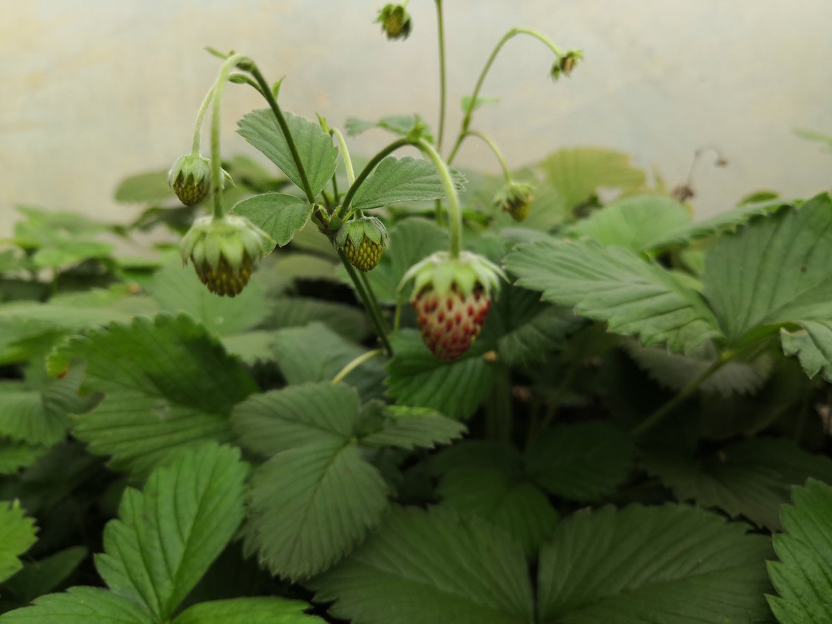 My Organic Strawberry
#Doalnara 
#organicfarm
