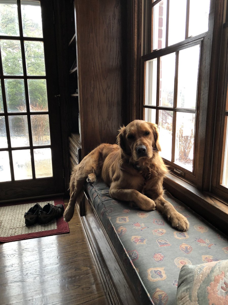 JamesBoughner's tweet photo. Happy Golden Retriever day
#nationalgoldenretrieverday https://t.co/K9JGNV9PKq