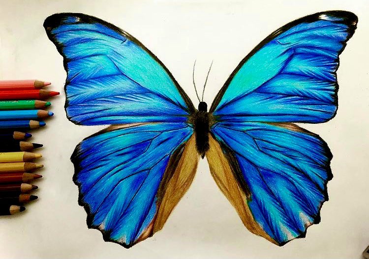 「色鉛筆で描いたモルフォ蝶✏️

#イラスト #絵描きさんと繋がりたい 」|石川@色鉛筆のイラスト