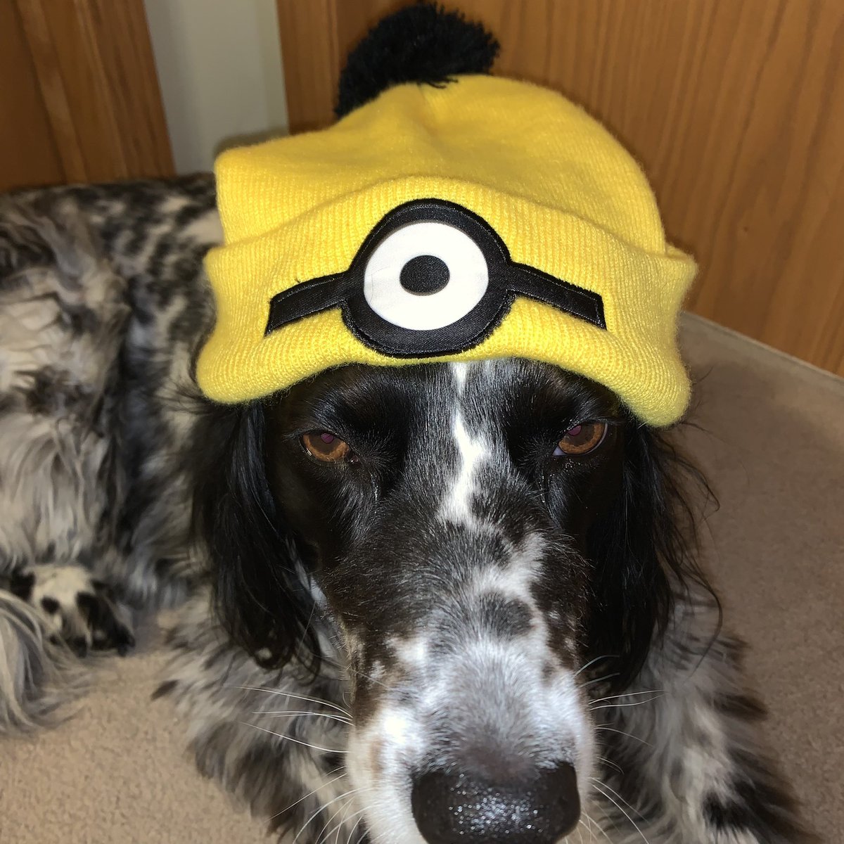 jeremypmurphy's tweet photo. As winter🥶❄️drags on, we all need to stay warm, comfortable, cozy &amp; safe from the cold. We highly recommend the virtual @minions5krun beanie hat.🧢It has Misty’s canine🐶seal of approval.🐾It’s nice😊 Join the race inside or outside. #bibchat #minions5k #minions5kBR https://t.co/MFCqJZ3nVO