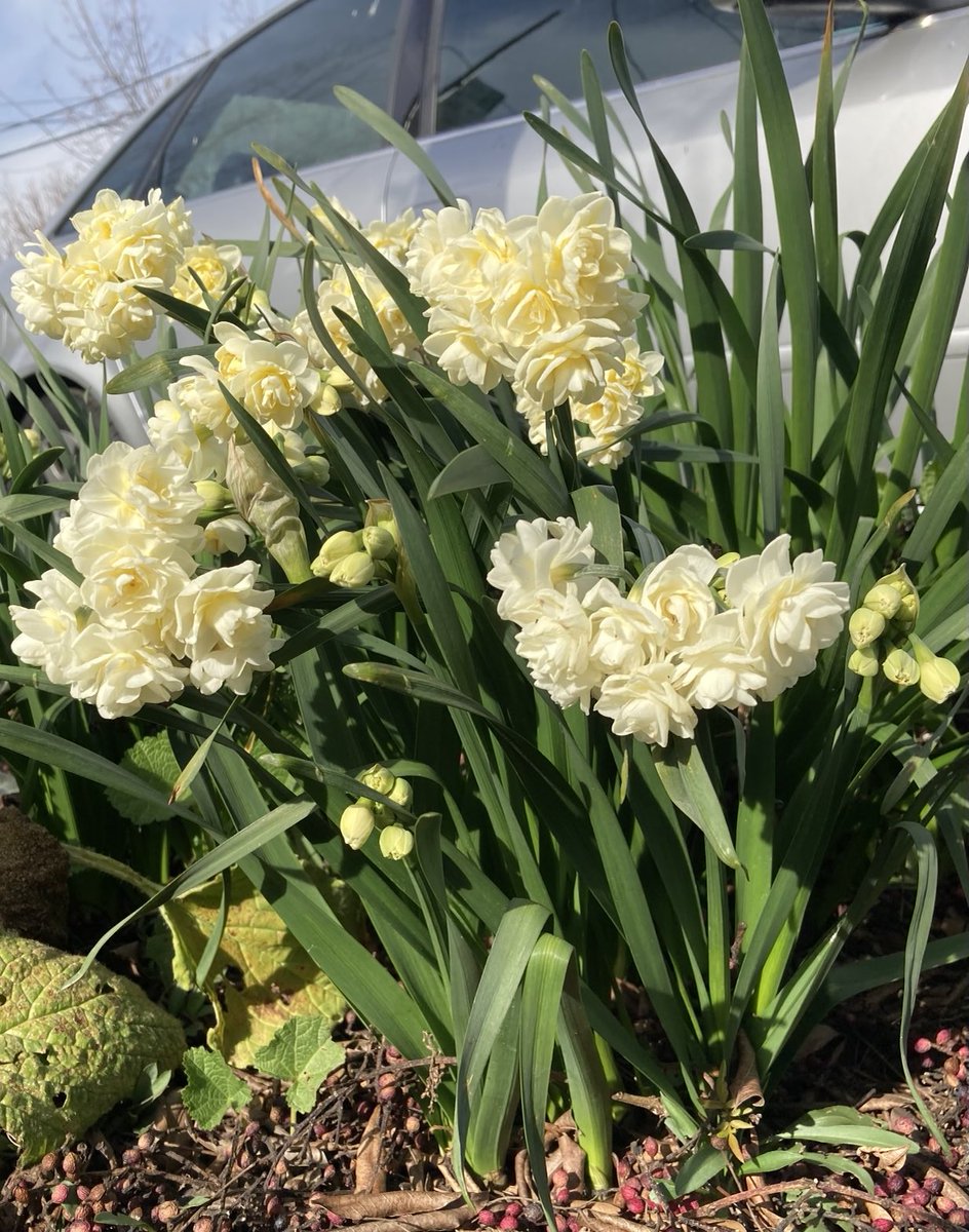JimReichert2's tweet photo. Double Narcissus Erlicheer. It’s very fragrant, almost pungent.
#narcissus 
#水仙
#doublenarcissus 
#erlicheer 
#水仙エルリッチャー
#flowerbulbs https://t.co/6YKXzuDS3r