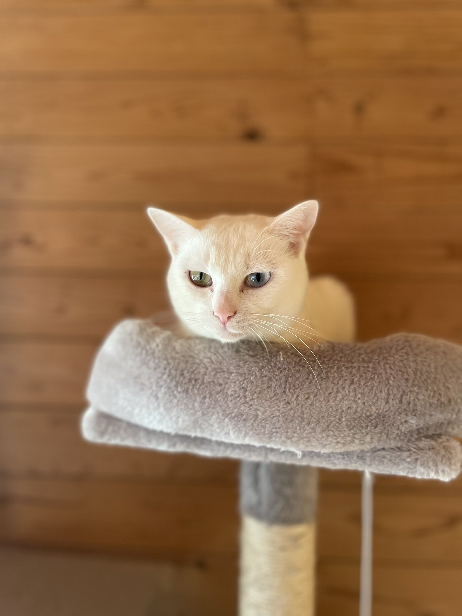 じぞう屋 096区事業部 だごまる 視線を感じると思ったら 上からジッと見てる美人 白猫 オッドアイ 保護猫 096k 阿蘇 高森 だごまる T Co Yv9kdf5wqc Twitter