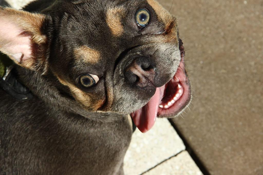 BrunoClub1's tweet photo. The weekend is almost here!! What #NFT are you buying this weekend? 

Check me out, Coming soon but big big big surprises to come. 

#nft #brunoclubNFTcollection #brunoclub #metavers #bruno #dogsoftwitter https://t.co/20TK1k6Ey9