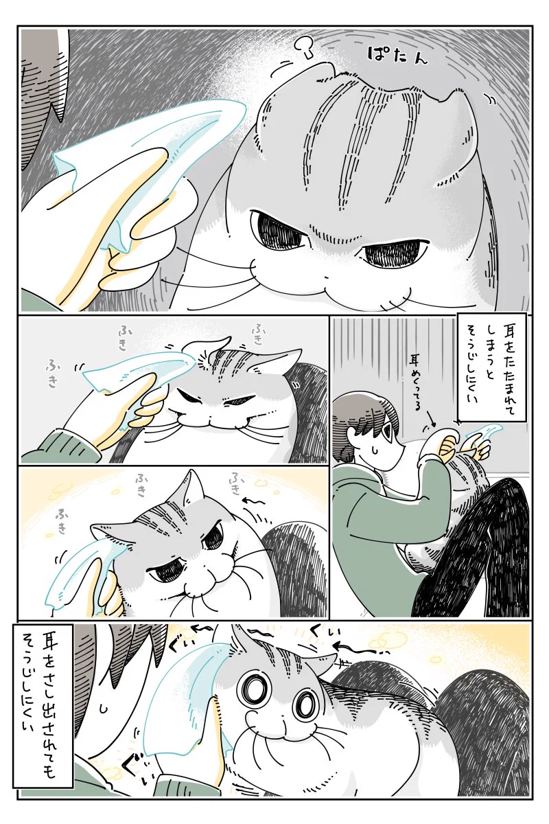 耳をたたんだり、差し出したりする仕草が可愛い！猫の耳をお掃除する様子を描いた漫画が話題に！