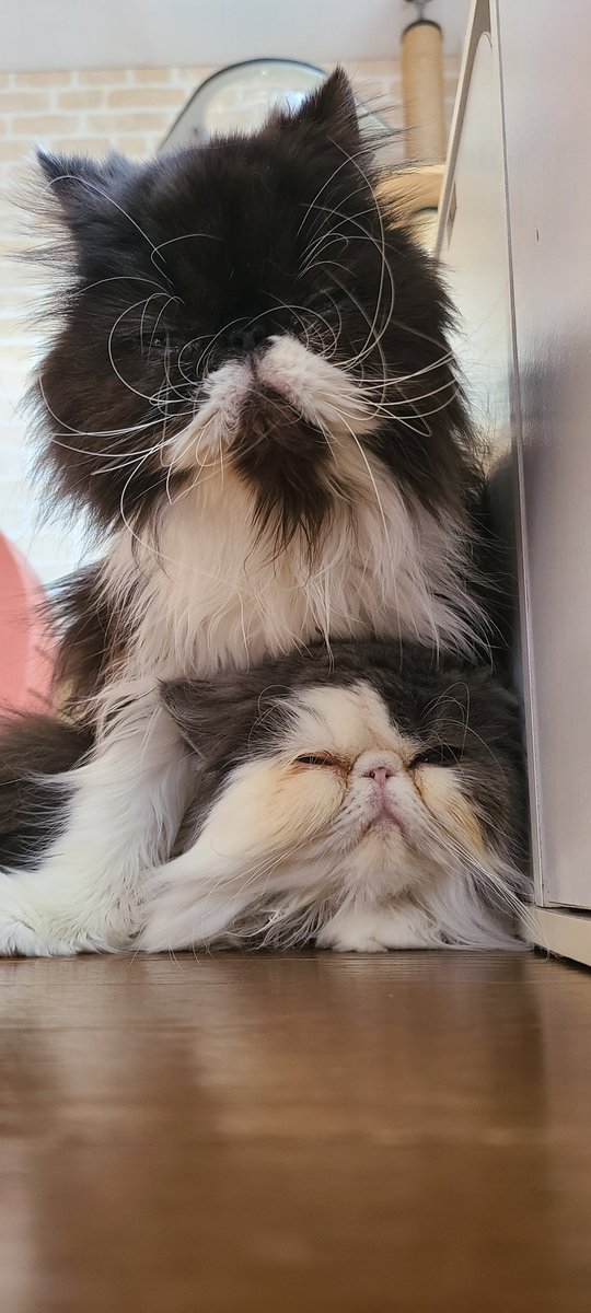 カフェにゃんこのtwitterイラスト検索結果