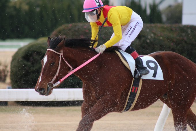 ブタノカックーニとは 単語記事 ニコニコ大百科