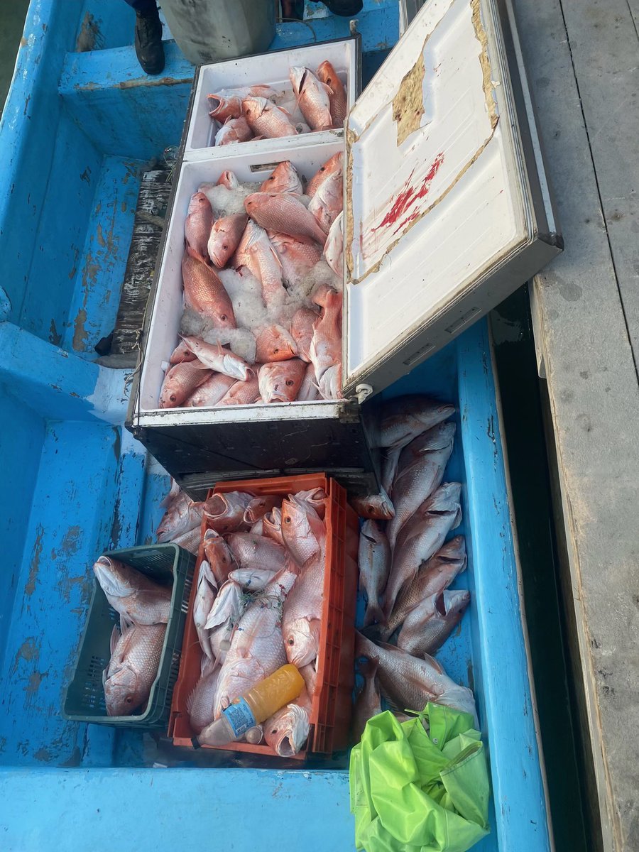 TexasGameWarden's tweet photo. Texas Game Wardens patrolling the Gulf of Mexico encountered a fishing vessel, aka “lancha”, illegally fishing within the U.S. EEZ. 

Three fishermen were found to be in possession of approximately 500lbs of Red Snapper. 

The men and equipment were turned over to USCG STA SPI. https://t.co/JwPiAYVNeT