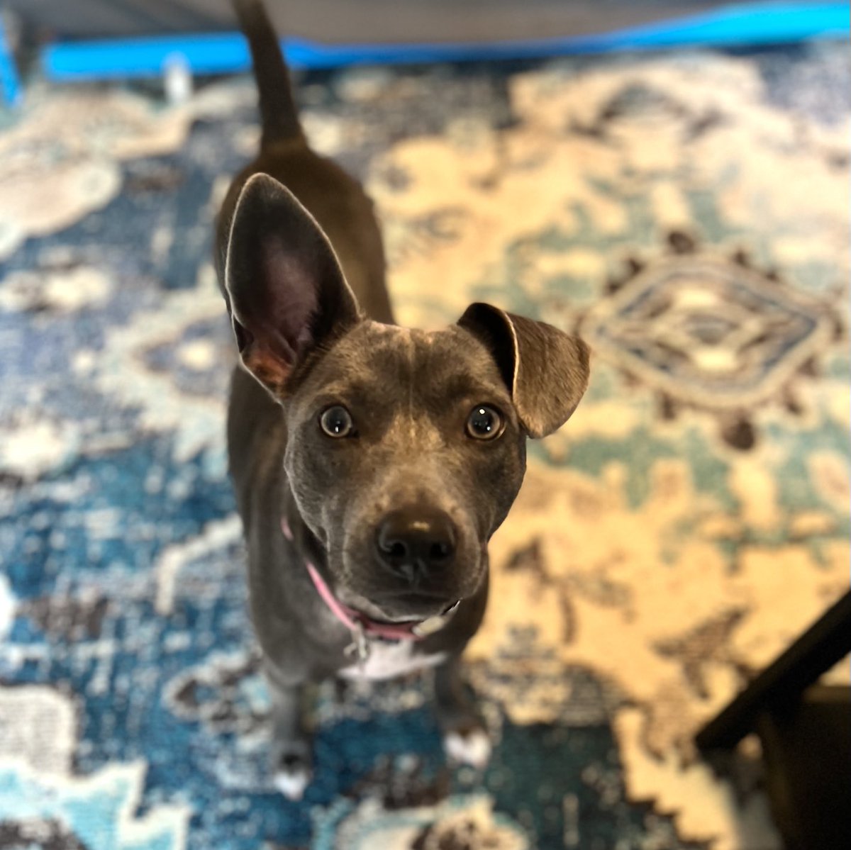 You put your left ear in, you put your right ear out, you put your left ear in and you wiggle all about