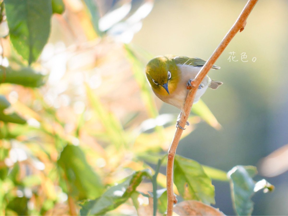 ꕤ*.ﾟ

#野鳥
#野鳥写真
#メジロ
#キリトリセカイ
#ファインダー越しの私の世界 
#写真